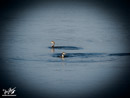 Great Crested Grebe - Perkoz Dwuczuby